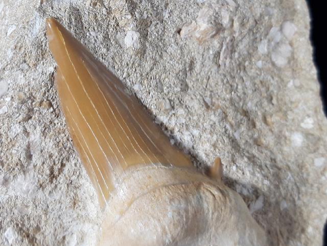 Otodus obliquus AGASSIZ 1843 - Bild © FossNet FossilienStore